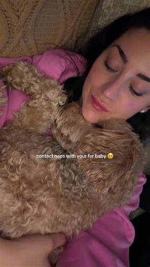 it’s been a while since I’ve had a “princess penelope the Goldendoodle” (as our daughter calls her) contact nap 🫶🏻 #goldendoodle #contactnap #furbaby #pets #snugglepuppy