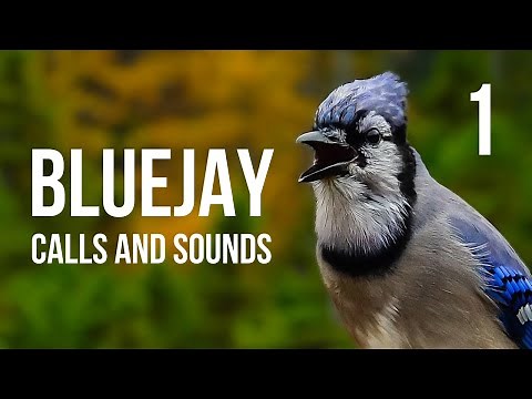 Blue Jay calls and sounds Part 1