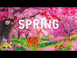 Spring Flowers 4K - April 2026 🌸 Tulip Valleys, Sakura Gardens & Soft Morning Glow