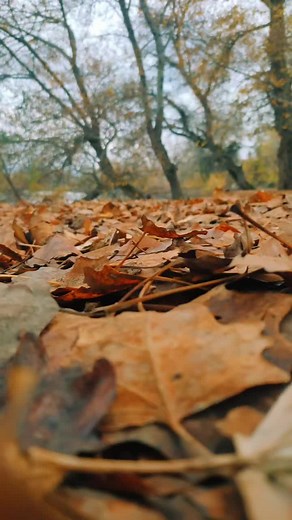 Serene Autumn Scene: Beauty of Falling Leaves