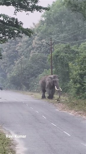 dhela zone evening Safari elephant sitting entry gate per dikha taskar jimcorbett 🦣🦣🦣🦣🦣🦣