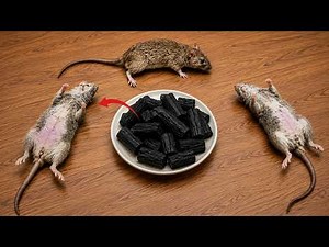 I tried a strange mouse repellent trick... And it actually worked! 😱