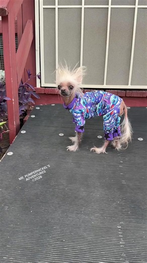 #mrpumpernickel #chinesecrested #dogsoftiktok #dog #doglifestyle