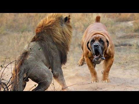 Boerboels Are Brave Enough to Face Even Lions and Hyenas