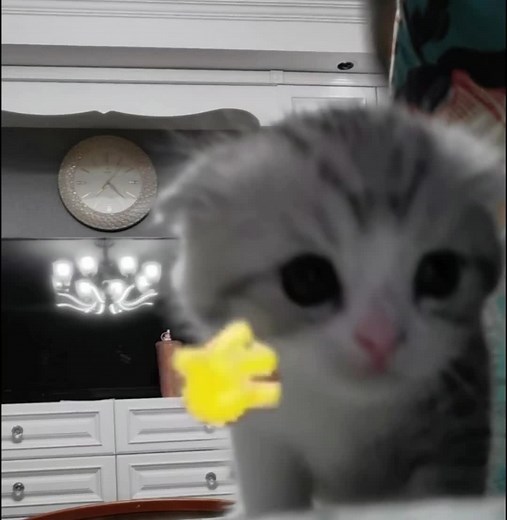 Hello, Cute Cat Greetings Compilation