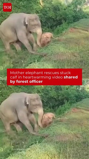 74K views · 667 reactions | A video shared by Indian Forest Services (IFS) officer shows a baby #elephant struggling to climb up from the #roadside. As it fails to hoist itself, the #mother and another elephant step in to help, successfully pushing the calf to safety. #Elephants #Calf #Animal #Forests #ViralVideo #SocialMedia | The Times of India | Facebook