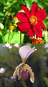 Did you know roses have 12 different color types? #viral ...