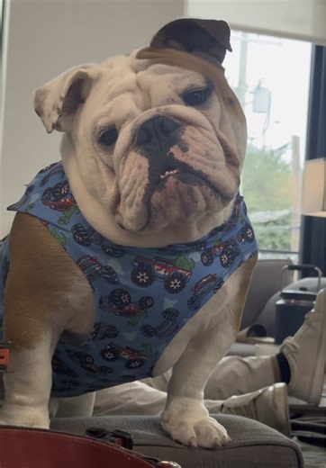 #cutepuppy #dogsoftiktok #doglover #bulldogsoftiktok