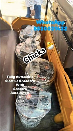 Electric Brooders #brooding #poultrybusiness #chicks #poultry #chickenfarm #livestockfarming