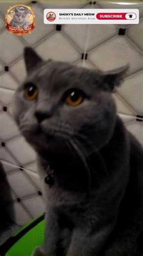The British Shorthair Blue Cat sitting calmly on a small stool 🐱💙 #britishshorthair #cute #cat
