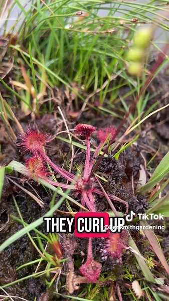 Sundews: Nature’s Fascinating Sticky Fly Traps