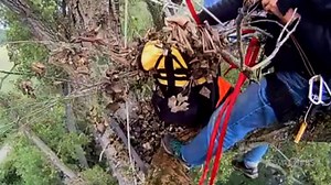 4.8K views · 48 reactions | Take a captivating look into the private lives of the bald eagles that nest near the Upper Iowa River by Decorah, Iowa. | Iowa PBS | Facebook