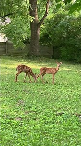 Closeup view of 2 gentle fawns grazing in the woods on a cool day #fawn #shorts #nature #grazing