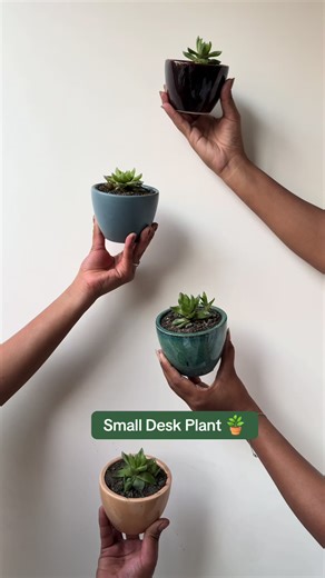 Enhance Your Workspace with Small Desk Plants