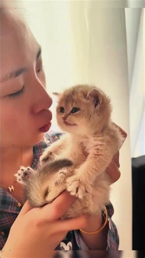 Grumpy Yet Adorable! These Kittens Will Steal Your Heart ❤️