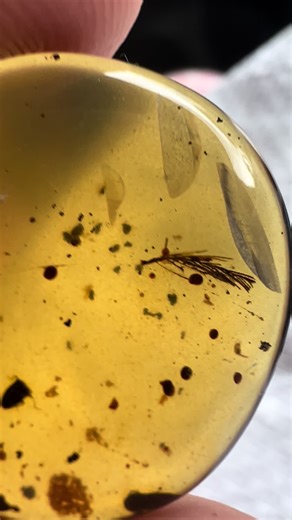 Dinosaur feather in cretaceous amber 😍😍😍😍 HAVE YOU EVER SEEN ONE BEFORE?! #amber #cretaceous #amberfossils #fossilhunting #jurassicpark #paleontology #gems #ambar #dinosaur #feather #vibing