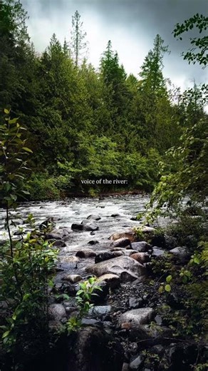 Listen as the forest speaks 🍃