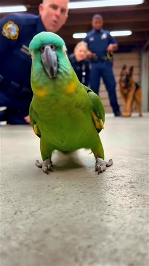 When the “Dead” Parrot Steals the Show! #funnyvideos #funny #parrot | Giggle Pets Studio