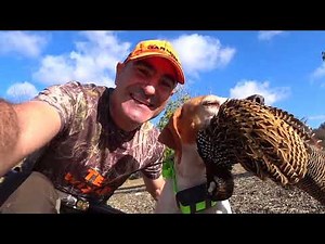 Κυνήγι πέρδικας - Λαγού 2024 Επιλεγμένες βολές !!