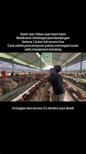 Panduan Usaha Ternak Ayam Petelur yang Sukses