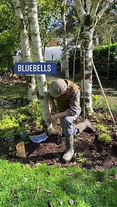 3.2K views · 86 reactions | Planting Irish Bluebells under Birch trees they love semi shade and shade ! Webshop https://pergolanurseries.ecwid.com/ ALL IRELAND DELIVERY Pergola Nurseries Garden Corner A gardeners oasis of quality plants Open Tues to Saturday 10.30-6 Open Sun 2-6 #flowerbulbs #irishbluebells #bluebellwoods #springflowers | Pergola Nurseries Garden Corner | Facebook