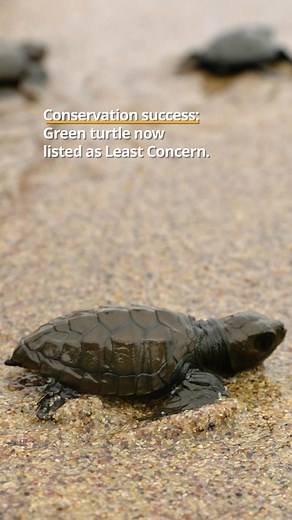 A win for one of our ocean’s most iconic animals! 🌊🐢 The green turtle has been downlisted on the IUCN Red List of Threatened Species from Endangered to Least Concern. Conservation efforts have been strengthened over the past few decades following severe population declines caused by demand for their meat, shells, and eggs, as well as the global loss of nesting beaches and accidental capture in fishing gear. This downlisting is proof that long-term conservation and collective global action can 