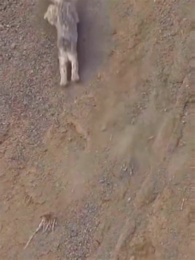 Exploring the Fascinating Life of Pumas in the Wild