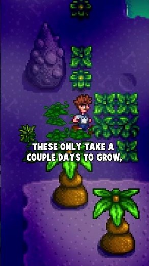 What’s the best place to farm fiber in Stardew Valley?