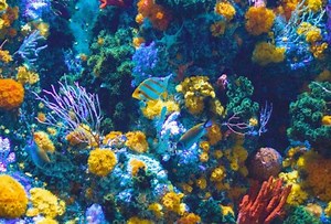 Coral-eating fish may not be that bad for reef health after all