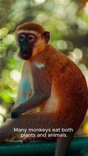 7 Monkey Facts That Will Change How You See Them...