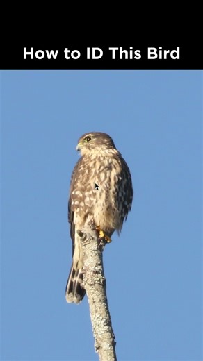 Can you identify this raptor?