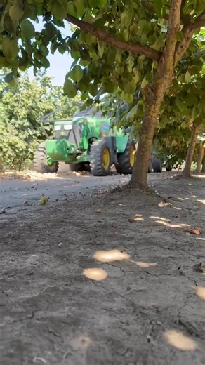 Morning light, rows of hazelnut trees, and the start of another day in harvest. There’s something timeless about this work. Rooted in patience, precision, and pride. #GeorgePackingCompany #OregonHazelnuts #HarvestDays #FarmHeritage #AgriculturePride #WillametteValleyOrchards | George Packing Company Hazelnuts