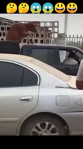 Brown Cow Adventures on a Car Roof