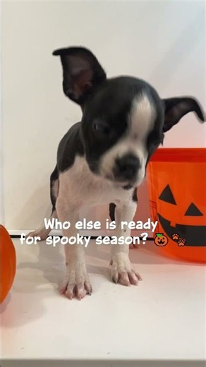 🎃 "Ready for Spooky Season?" Halloween Puppies Compilation 👻 | Waggles Roanoke