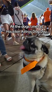 Spotted the cutest pups at @astros dog day 🐶 🐾 💌 (🎥: @brayergtz // 📍 Daikin Park, 501 Crawford St) #Houston #HouBucketList #HTX | Houston Bucket List
