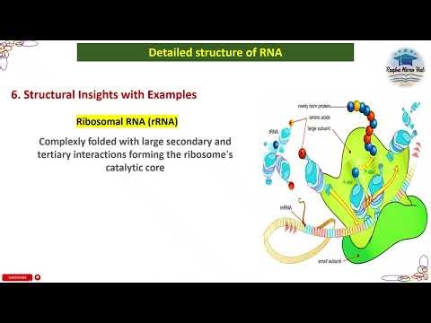 Structural Insights of RNA with Examples #genetics #raqbamicrohub #trending