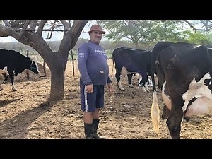 O VAQUEIRO MAIS ENGRAÇADO QUE JÁ VI E BOTA ORDEM NO PATRÃO VENDE UM TOURO HOLANDÊS QUE FOI DE HUGO