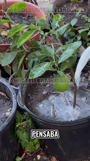 The miracle fertilizer doubling the growth of potted fruit trees 🍋🌱