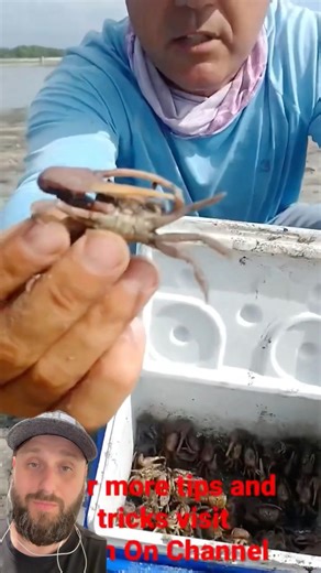 How to catch fiddler crab , free bait , fishing ￼