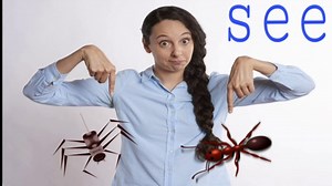 Top dancing insects of the World. 2018 - 19. Fun Unlimited 3. How Insects Dance. Navaratri Special. 