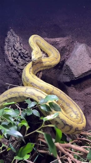 Amazing looking Hypo Zebra Jaguar Carpet Python ☀️ #snake #carpetpythons #reptiles #pet