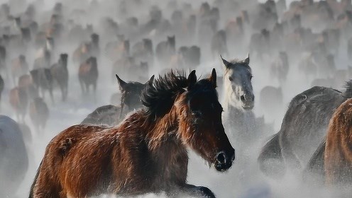 万千骏马奔驰在雪域草原上 万马奔腾场面十分壮观