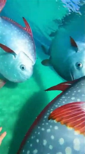 Waterslide into pool full of giant fish #funny #memes