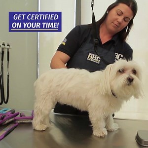 Dream of working with furry friends? Unlock a rewarding career as a certified pet groomer! Build lifelong bonds with clients & their pets. And right now you can lock in some great fall savings! Learn more and get started: lp.animalbehaviorcollege.com/grooming-instruction-program/?id=27012 | Animal Behavior College