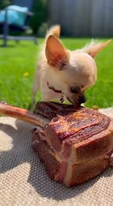Pitbull walked away...Chihuahua emotionally collapsed 😅🍖 . . . #Chihuahua #Pitbull #petlovers #FunnyDogs #viralreelsシ #dogreels | Läipets