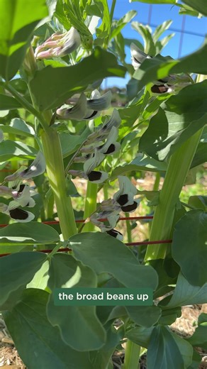 15K views · 214 reactions | This week, Mick is showing us how to support broad beans with string to get the most from your garden! | The Diggers Club | Facebook