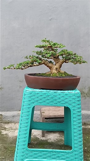 Pemilihan Pot dan Reposisi Bonsai yang Tepat