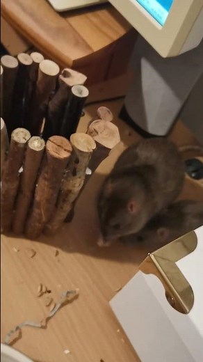 Chubby Rat Moving a Tower #rat