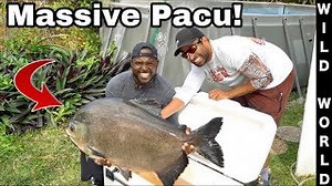 First Time Catching a Giant Pacu Over 30 Pounds