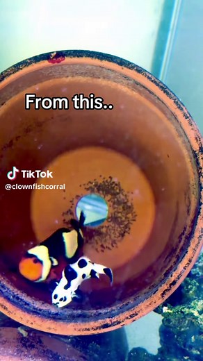 The Journey of Clownfish from Eggs to Adult Fish
